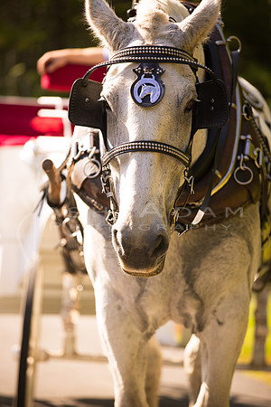 Cassandra and Josh Wedded-624